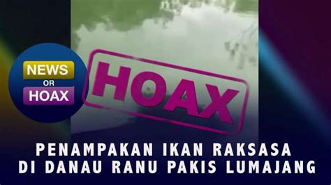 Hoaks Penampakan Ikan Raksasa Di Danau Ranu Pakis Lumajang News Or Hoax