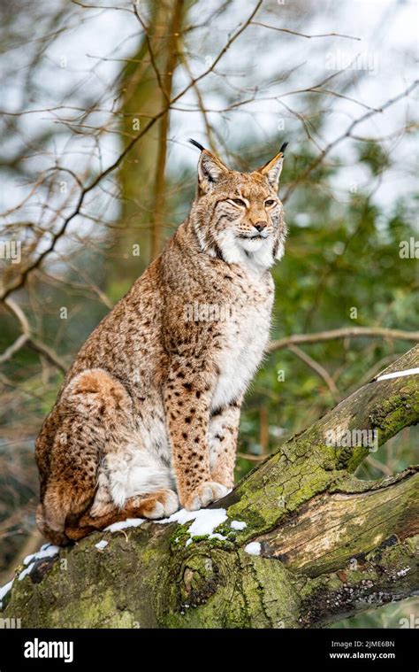 Eurasian Lynx Habitat