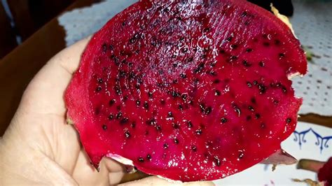 Pitaya Orejona Da Nicar Gua Uma Pitaya Maravilhosa Youtube