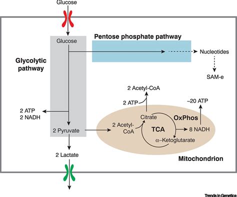 Gene Regulation And Cellular Metabolism An Essential Partnership