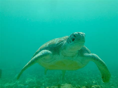 Turtle swimming underwater · Free Stock Photo