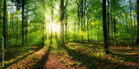 Strona Plakaty Natura Na Wymiar Pod Klienta Fototapety Net