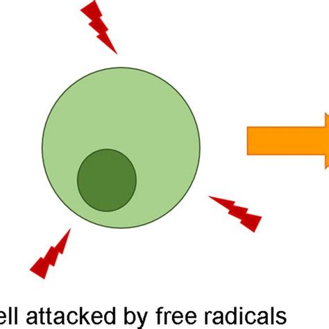 Illustration Of Oxidative Stress Download Scientific Diagram