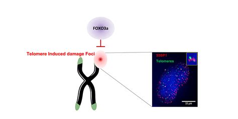 The Survival Factor FOXO3a Protects Telomeres Healthcare And Nursing