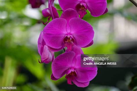 The Orchid Show Photos and Premium High Res Pictures - Getty Images