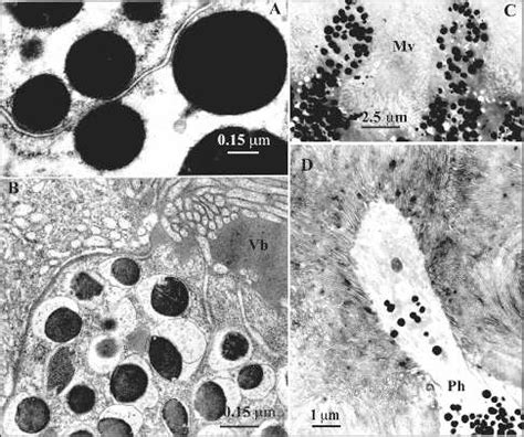 Electron Micrographs Showing Pigment Granules In The Supportive Cells