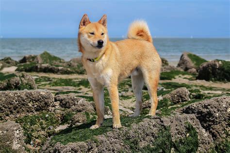 Shiba Inu: Dog Breed Characteristics & Care