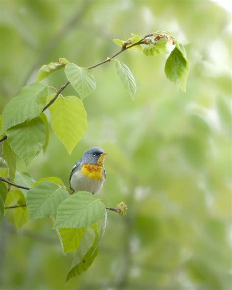 Paruline à collier Northern Parula Karim Bouzidi Idrissi Flickr