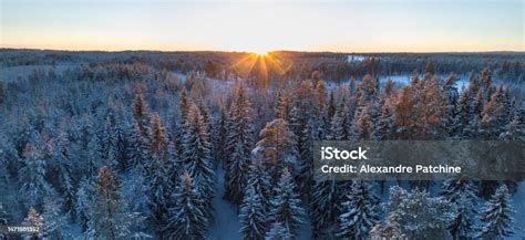 Scenic Aerial Low Height Sunset Panorama Of Northern Pine Tree Forest