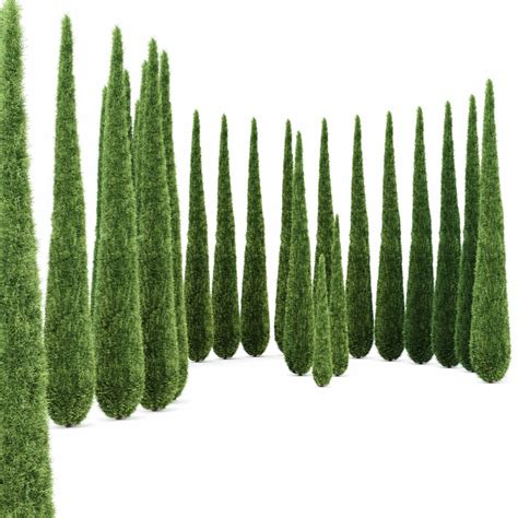 Caragh Nurseries Cupressus Sempervirens Pyramidalis Italian Cypress