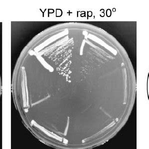 Mutations In Lst Confer Rapamycin Hypersensitivity Wild Type