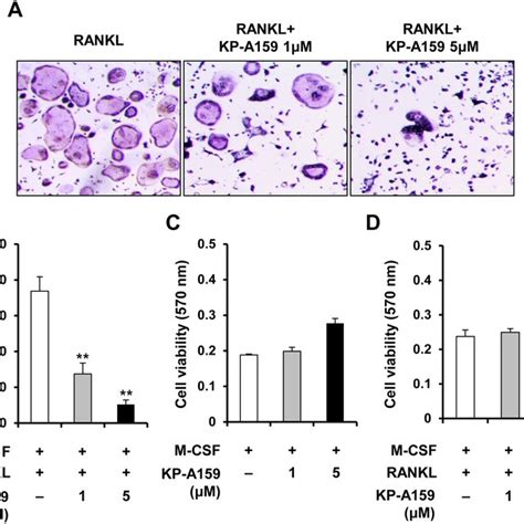 Effects Of KP A159 On RANKL Induced Osteoclast Differentiation A