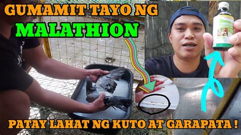 Malathion Pang Patay Sa Kuto At Garapata Ng Ating Mga Kalapati