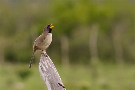 Foto Batuqueiro Saltatricula Atricollis Por Thamylles Alves Wiki