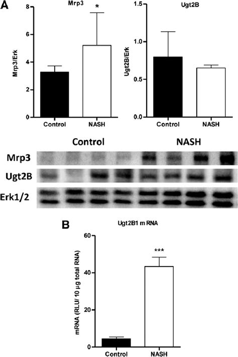 Mcd Dietinduced Nash Alterations In Mrp3 And Ugt2b A Relative