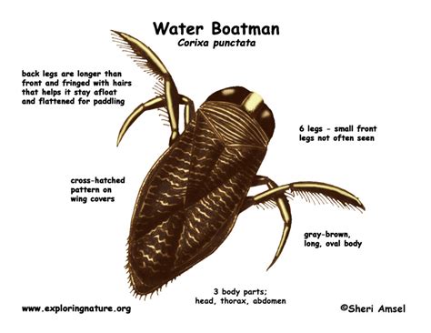 Water Boatman