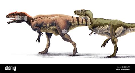 Giganotosaurus Size Comparison