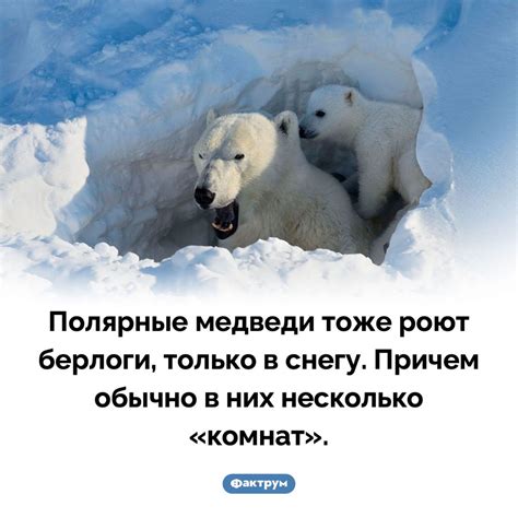 Берлоги полярных медведей