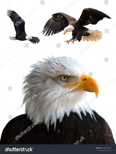 Isolated Bald Eagle On White Background Stock Photo 1404249542 ...