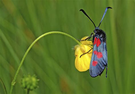 Five Spot Burnet Zygaena Trifolii Feeding On Buttercup Insect Week