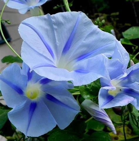 Ipomoea Tricolor Blue Star Trepadeira Gl Ria Da Manh Estrela Azul