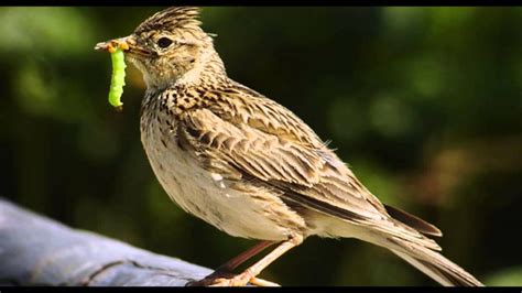 Why Do We Say As Happy As A Lark Birdful