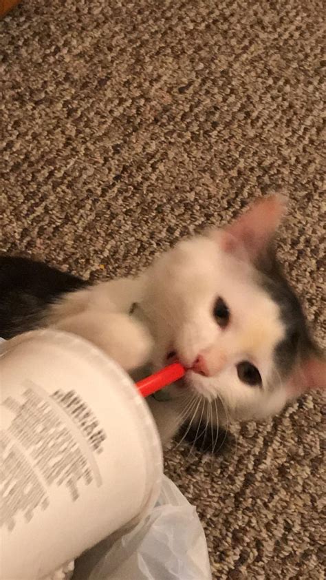 My Lil Kitten Wanted A Sip Kitten Shrink