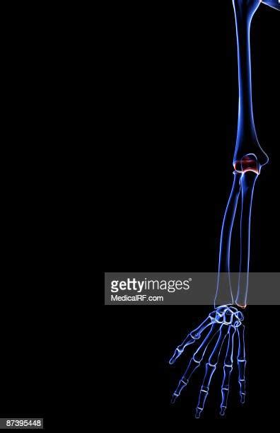 Wrist Forearm Anatomy High Res Illustrations Getty Images