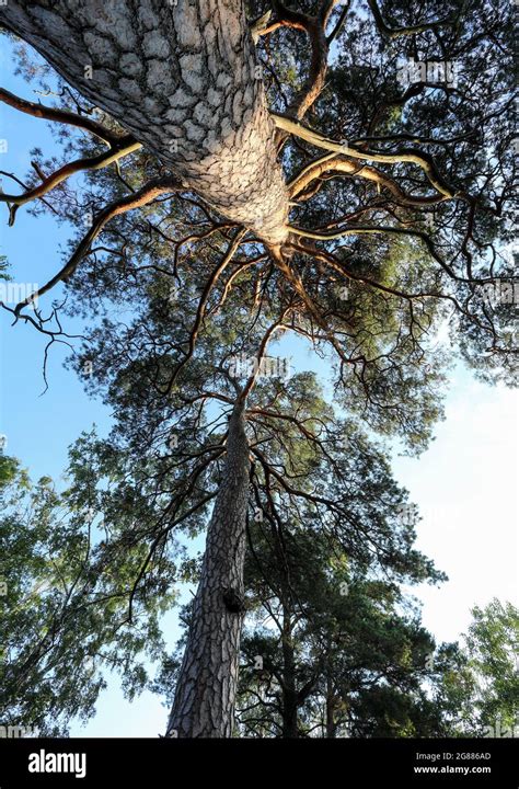 Pinus Silvestris Hi Res Stock Photography And Images Alamy