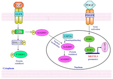 Cancers Free Full Text M A Mrna Modifications In Glioblastoma