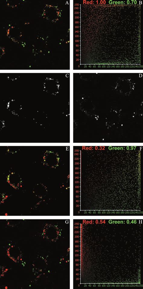 Colocalization Of Lyso Tracker Green With The Monomeric And