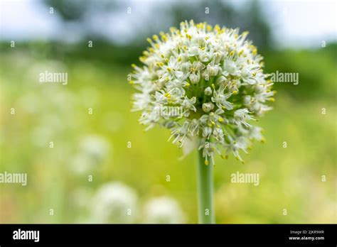 Garlic Flower Plant And Grow At Home Garlic Seeds Rural Natural