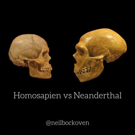 Neanderthal vs. Homo Sapien Skull proves who had a Bigger Brain