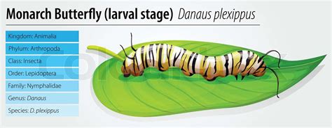 Monarch butterfly - Danaus plexippus - larva stage | Stock vector ...