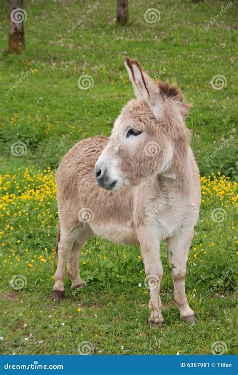 Little Donkey stock image. Image of equine, mule, donkey - 6367981