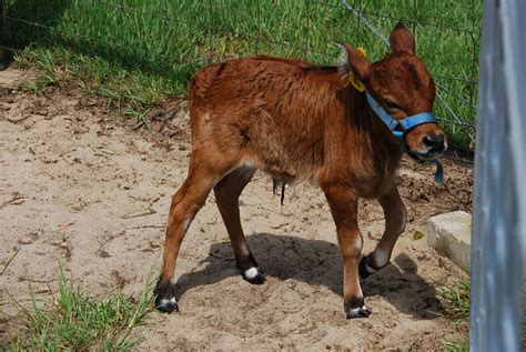 A shell in my pocket and waves at my feet...: Miniature Zebu Cattle Farm...