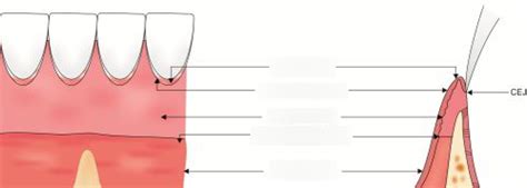 Gingiva anatomy Diagram | Quizlet