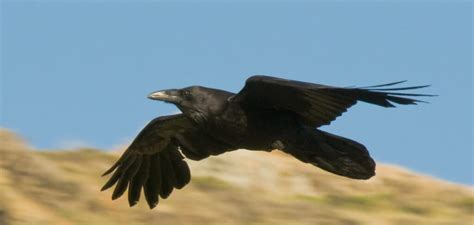 Common Raven Spiritual Meaning, Symbolism, and Totem (2022)