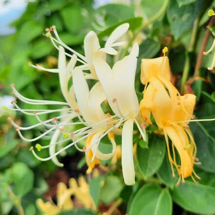 Schlingendes Geißblatt Lonicera japonica Hall s Prolific gelb