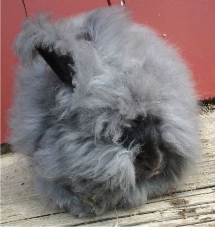 Angora Rabbit Colors - Treen Acres Rabbitry