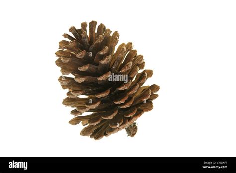 One Pinecone Isolated On White Background Stock Photo Alamy