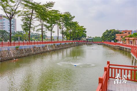 望牛墩河湖“美颜”日记①水清岸绿景美，出门赏河岸美景镇内张仕婷夏天