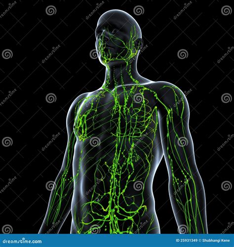 Anatomie De Syst Me Lymphatique Images Libres De Droits Image