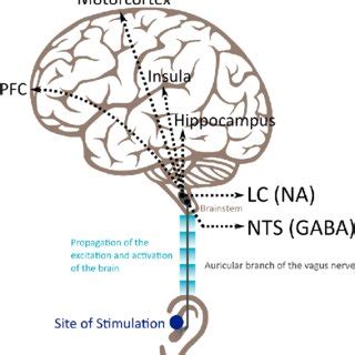 Schematic Representation Of The Main Brain Areas Activated Following