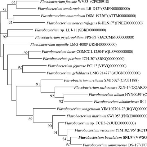 Phylogenomic Tree Of SNL9 T And Closely Related Strains Based On Core