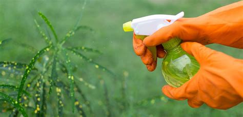 intrebuintari benefice pe care le  otetul  gradina ta