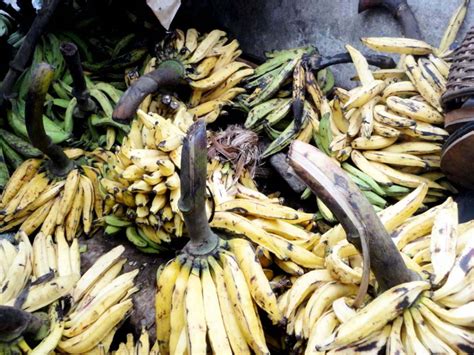 banane plantain pub Généalogie