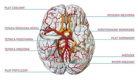 Choroby Neurologiczne Co To Za Choroby