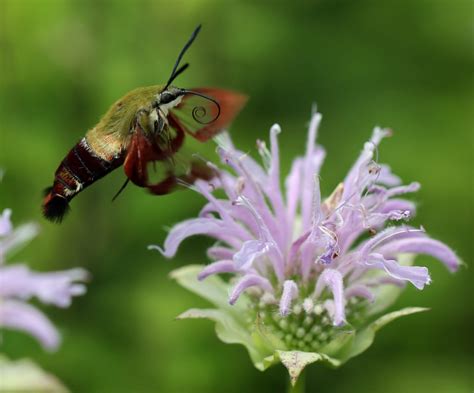 Hummingbird Clearwing moth