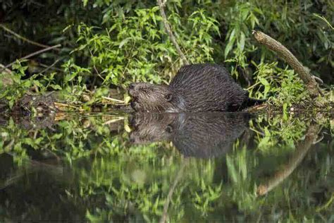 Beaver Facts Habitat Size Life Cycle And More